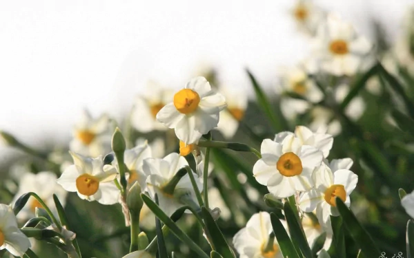 HD PC desktop wallpaper featuring a close-up of blooming white and yellow daffodils set against a softly blurred natural background.