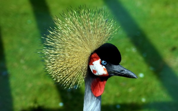 Animal Grey Crowned Crane Birds Cranes HD Wallpaper | Background Image