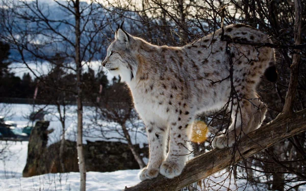 A majestic lynx perches on a tree branch, surrounded by a snowy landscape and bare trees, captured beautifully for an HD PC desktop wallpaper and background.
