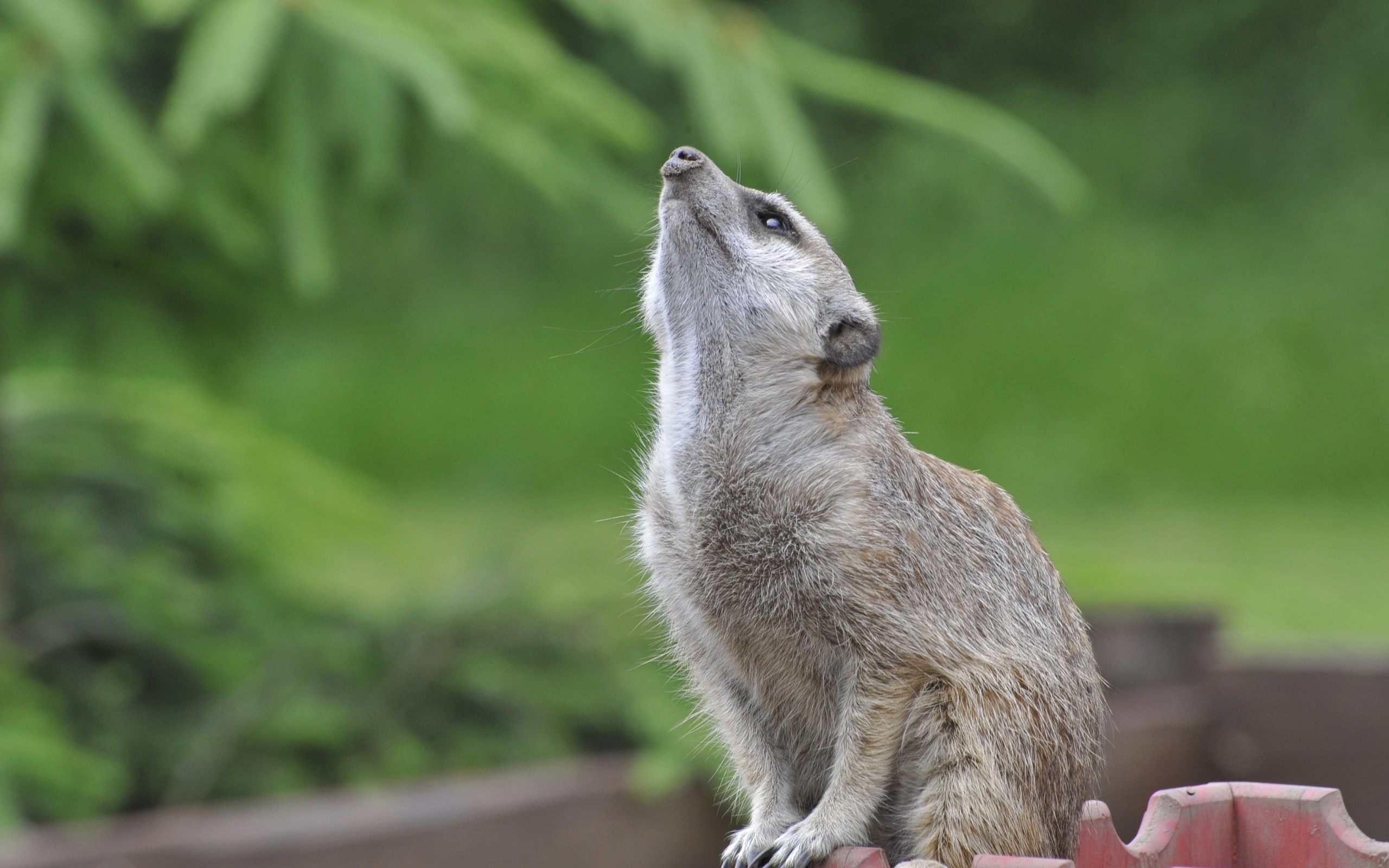 meerkat belle