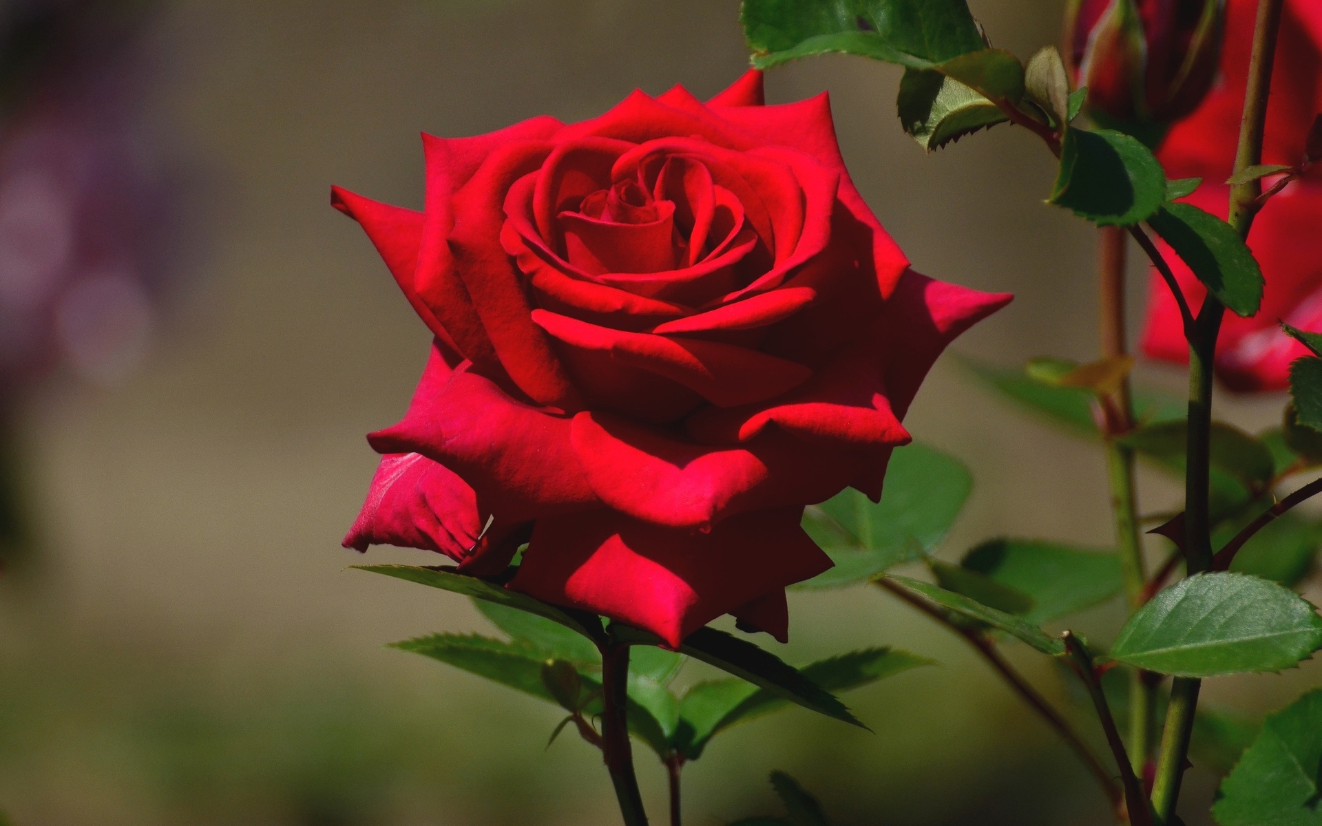 Rose HD Wallpaper | Background Image | 1920x1200 | ID:415226