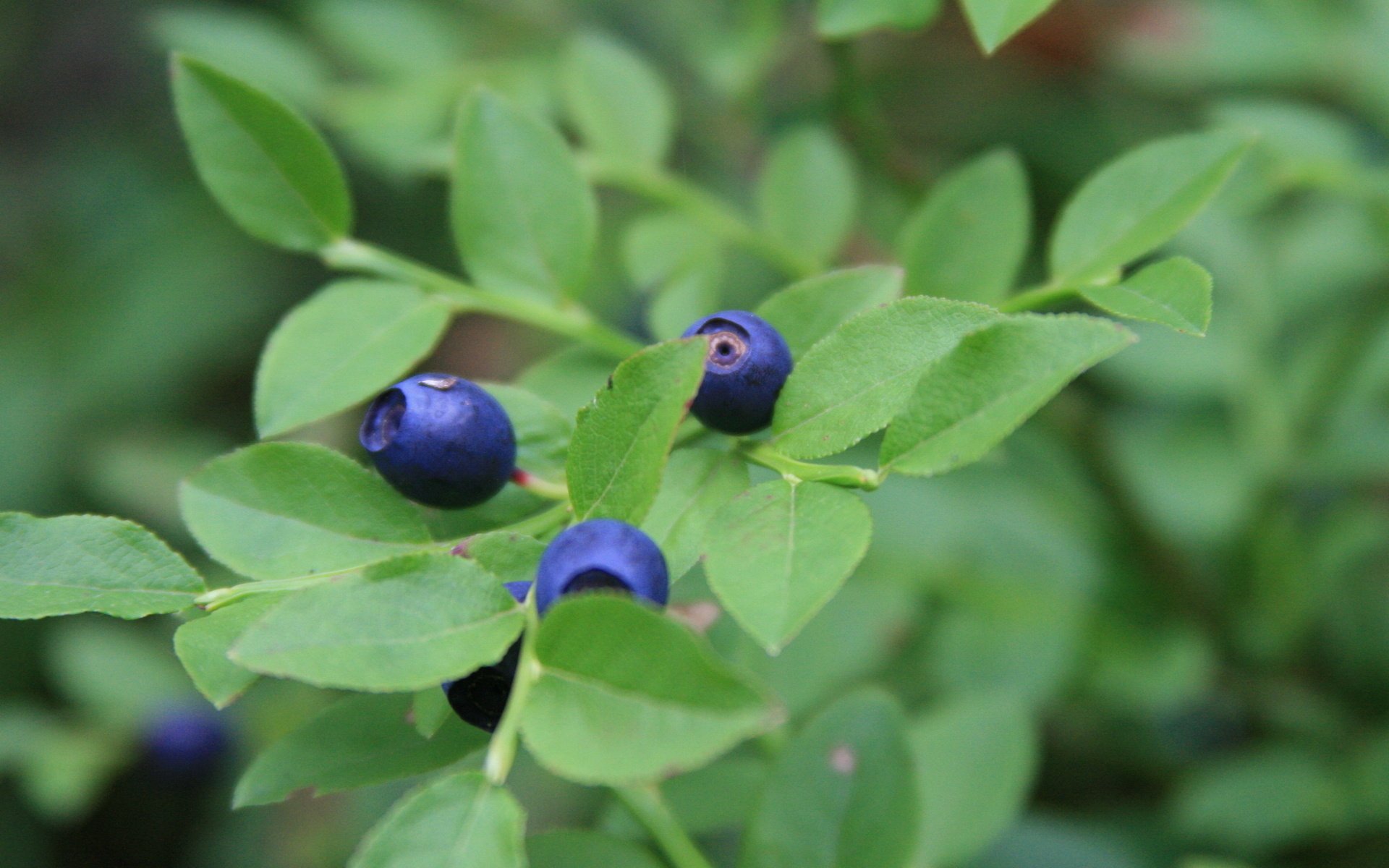 Food Blueberry HD Wallpaper