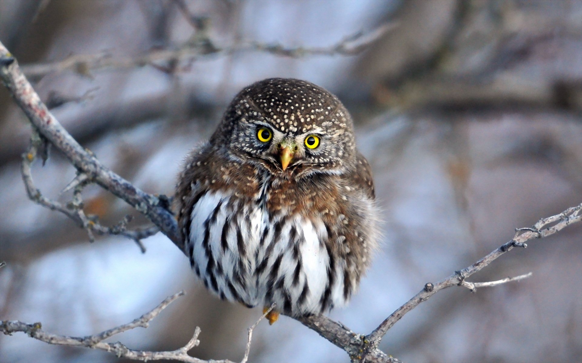 Download Animal Owl  HD Wallpaper