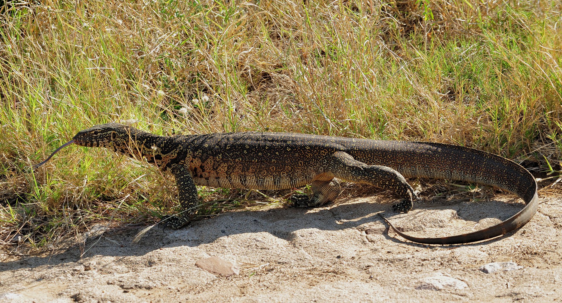 20+ Monitor Lizard HD Wallpapers and Backgrounds