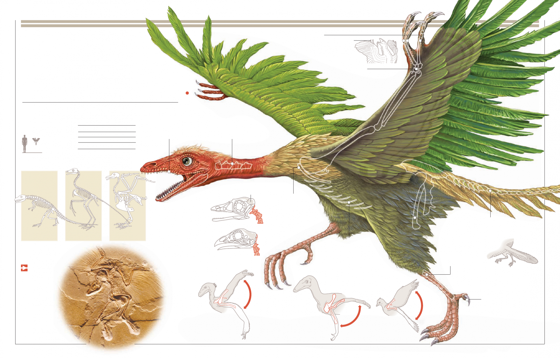 Download Animal Archaeopteryx HD Wallpaper