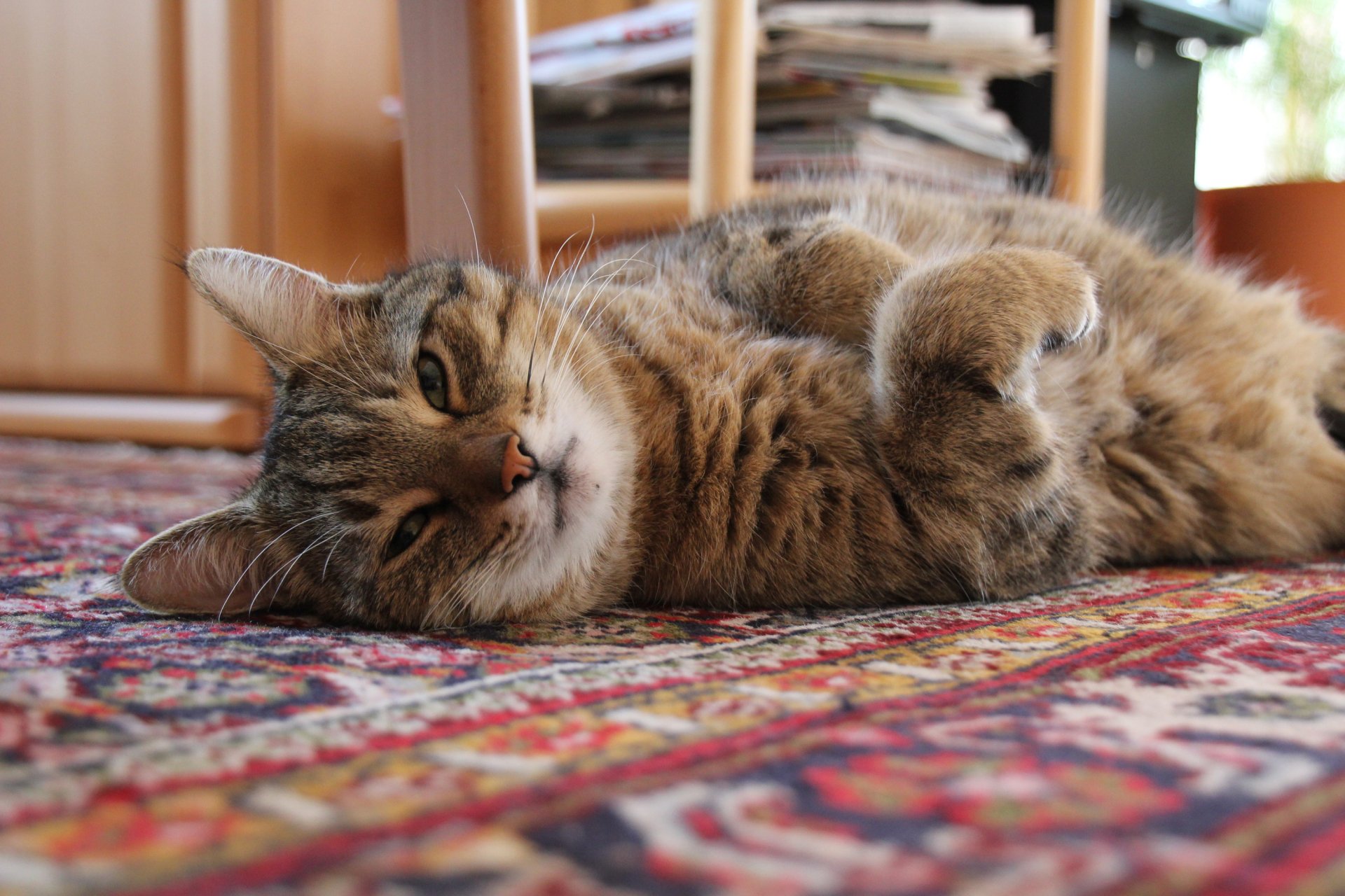 HD PC desktop wallpaper featuring a relaxed tabby cat lying on a patterned carpet in a cozy indoor setting.