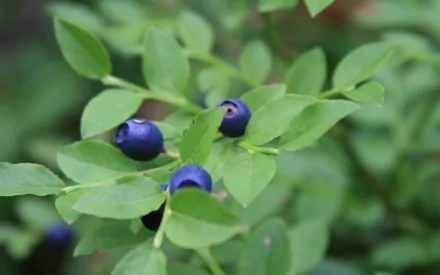 food blueberry HD Desktop Wallpaper | Background Image