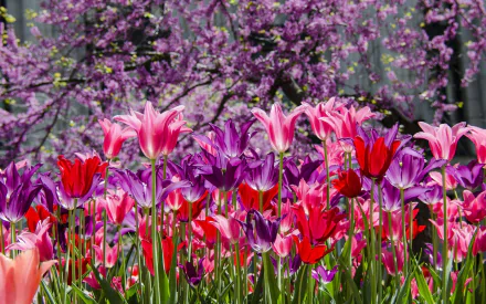 A vibrant display of tulips in shades of red, pink, and purple set against a backdrop of blooming trees, creating a stunning nature scene for an HD desktop wallpaper.