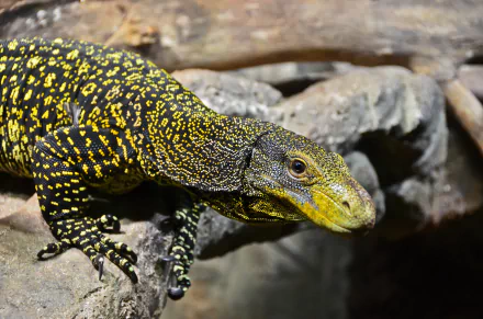Animal crocodile monitor HD Desktop Wallpaper | Background Image
