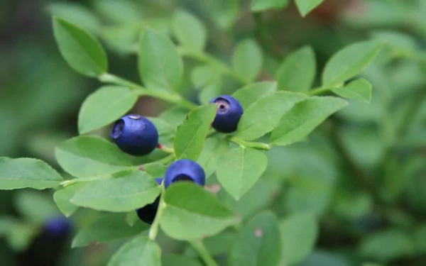 food blueberry HD Desktop Wallpaper | Background Image