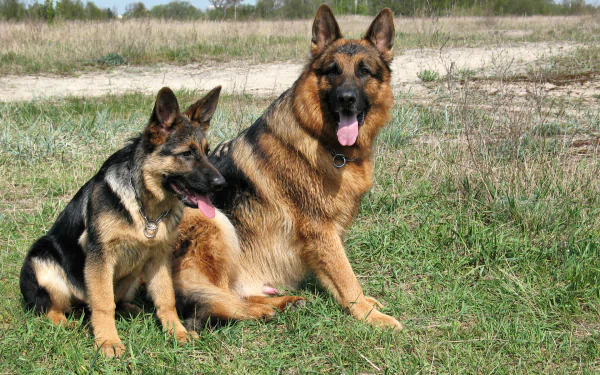 HD desktop wallpaper of two German Shepherds sitting on green grass, with a countryside background.