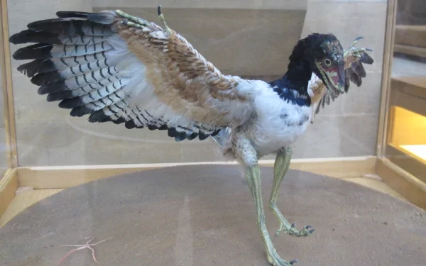 Animal archaeopteryx HD Desktop Wallpaper | Background Image