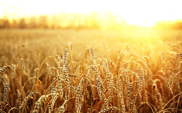 nature wheat HD Desktop Wallpaper | Background Image