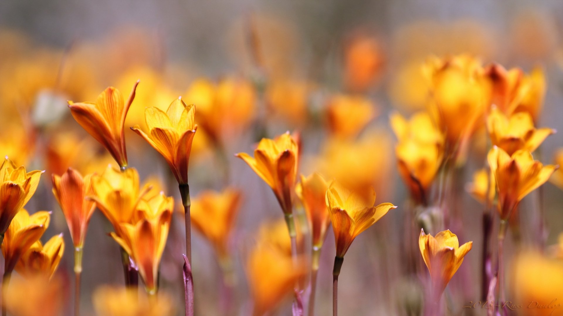 HD PC desktop wallpaper featuring a vibrant field of orange flowers in nature, captured with a soft, blurred background for a calming effect.