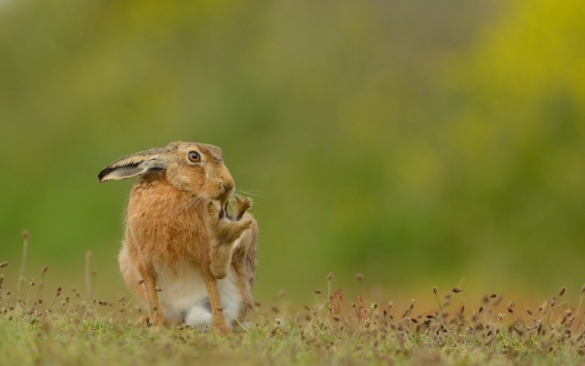 HD PC desktop wallpaper featuring a close-up of a brown hare sitting in a grassy field with a soft-focus green and yellow background.