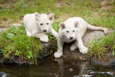 Two adorable white lion cubs rest beside a small pond, surrounded by green grass. This HD desktop wallpaper captures the beauty and innocence of these baby animals in a natural setting.