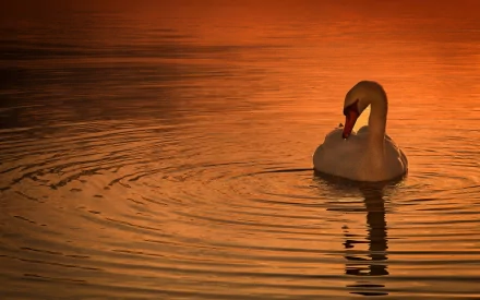 A serene mute swan glides gracefully across a rippling water surface, set against a stunning sunset backdrop, creating an enchanting HD wallpaper.