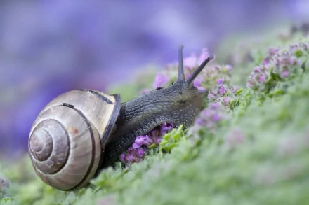 A close-up of a snail gliding over vibrant green moss and delicate purple flowers, creating a serene animal-themed HD desktop wallpaper and background.