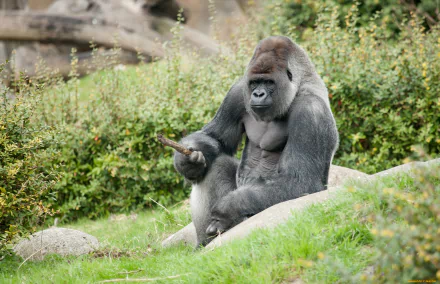 A powerful gorilla sits on a rock amidst lush greenery, showcasing its impressive physique in this high-definition desktop wallpaper and background.