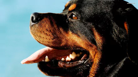 HD desktop wallpaper featuring a close-up of a Rottweiler's face, highlighting its expressive eyes, strong features, and open mouth, with a serene blue background completing the image.