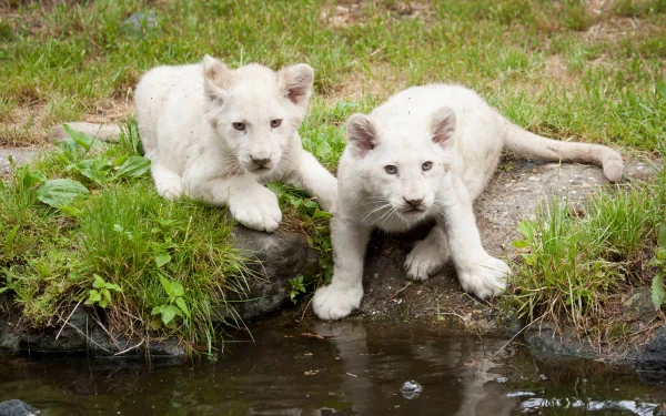 Two adorable white lion cubs rest beside a small pond, surrounded by green grass. This HD desktop wallpaper captures the beauty and innocence of these baby animals in a natural setting.