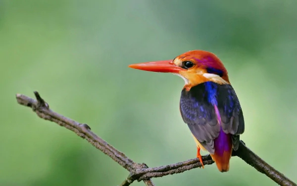 A vibrant kingfisher perched on a branch, showcasing its stunning colors against a blurred green background. This HD desktop wallpaper highlights the beauty of wildlife.