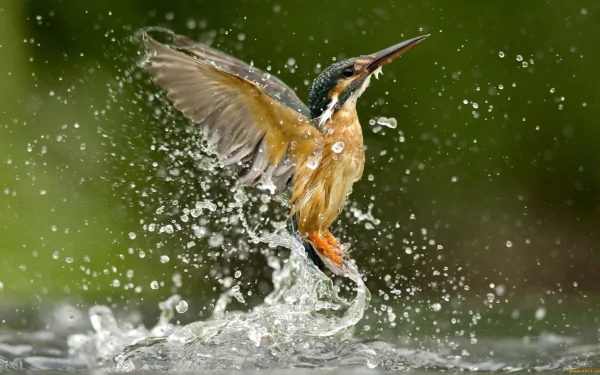A vibrant kingfisher splashes through water, wings outstretched and droplets flying, creating a stunning HD wallpaper and background.