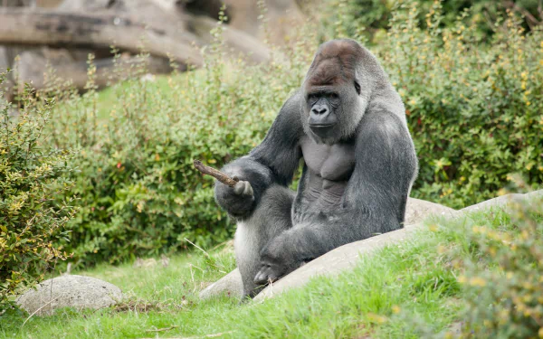 A powerful gorilla sits on a rock amidst lush greenery, showcasing its impressive physique in this high-definition desktop wallpaper and background.