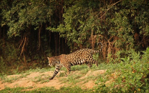 Animal Jaguar Cats HD Wallpaper | Background Image