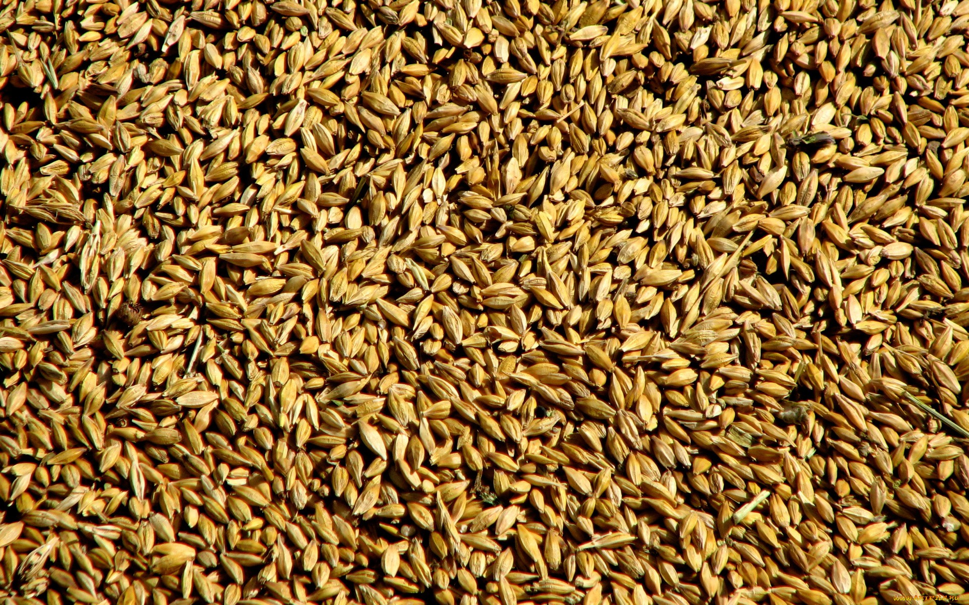 Seed HD Wallpaper | Background Image | 1920x1200 | ID:417975