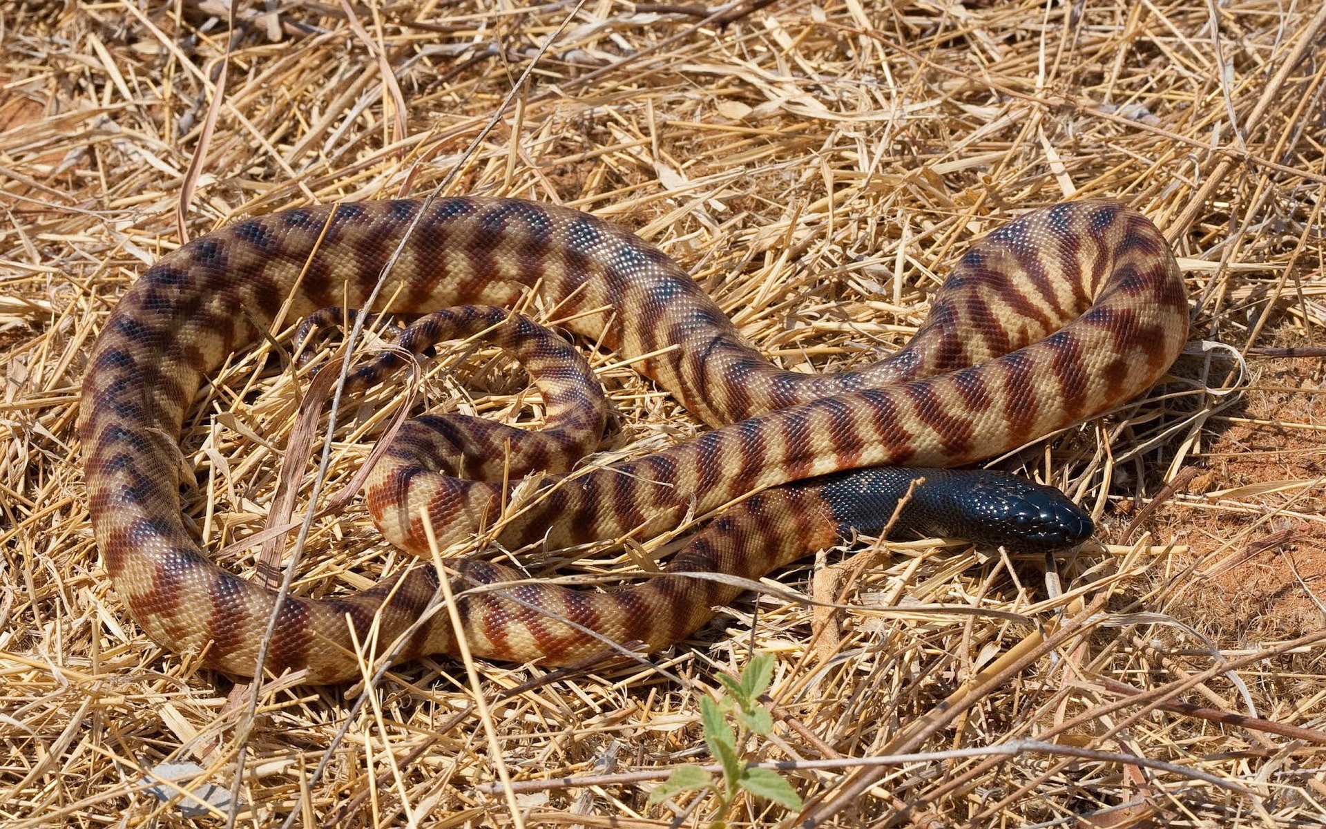 Download Animal Python HD Wallpaper