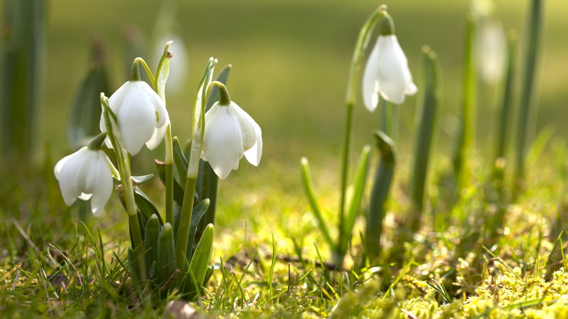 HD nature wallpaper featuring delicate white snowdrop flowers blooming in soft sunlight on a green grassy background.