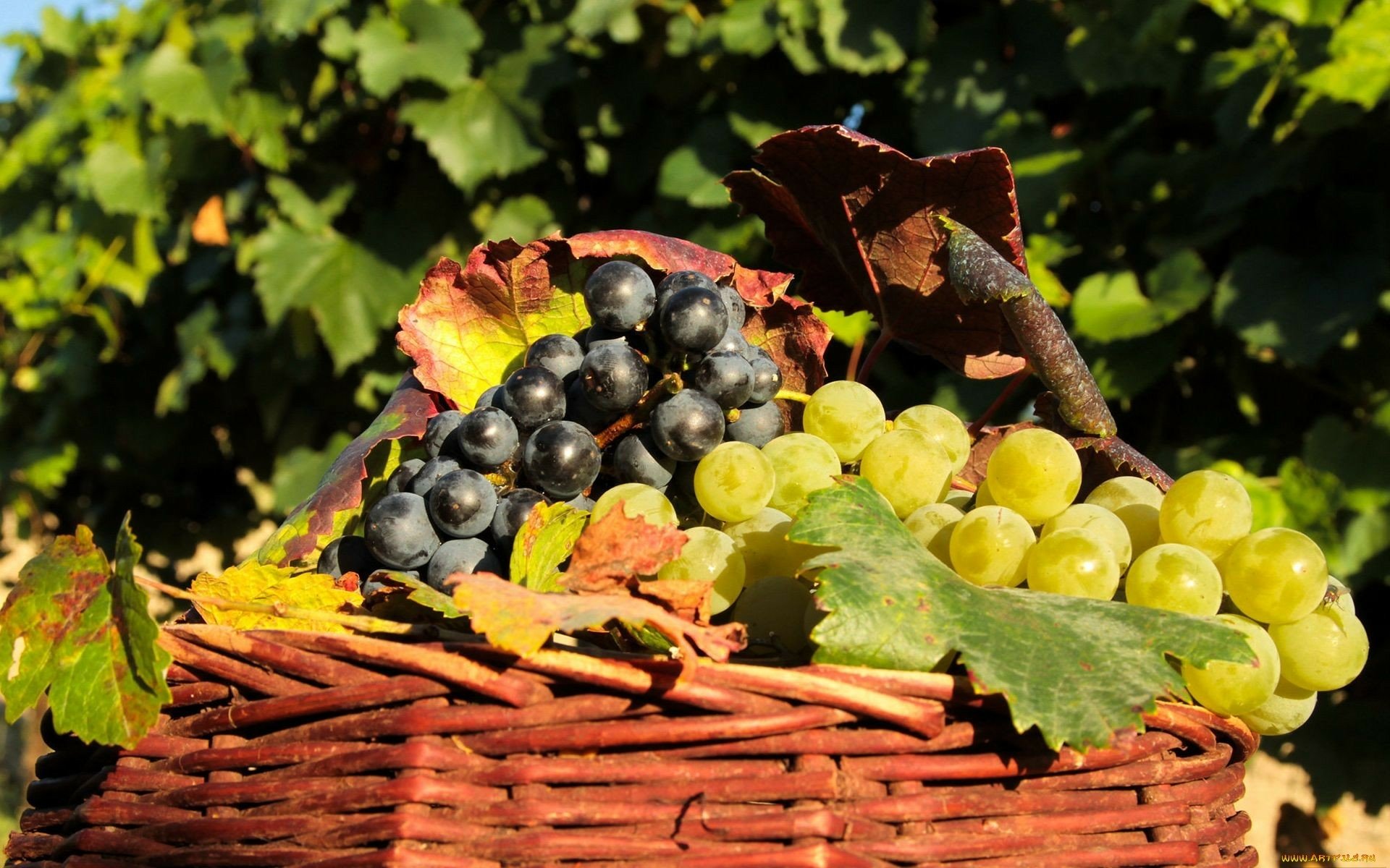 HD desktop wallpaper featuring a basket of fresh green and black grapes with autumn leaves, set against a leafy vineyard backdrop.