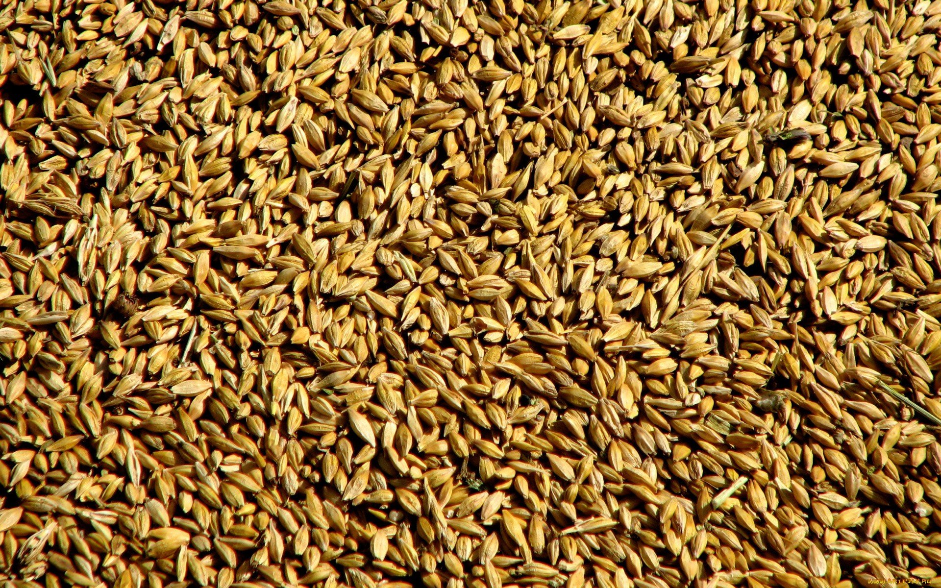 HD PC desktop wallpaper showing a close-up texture of golden food seeds densely packed together.
