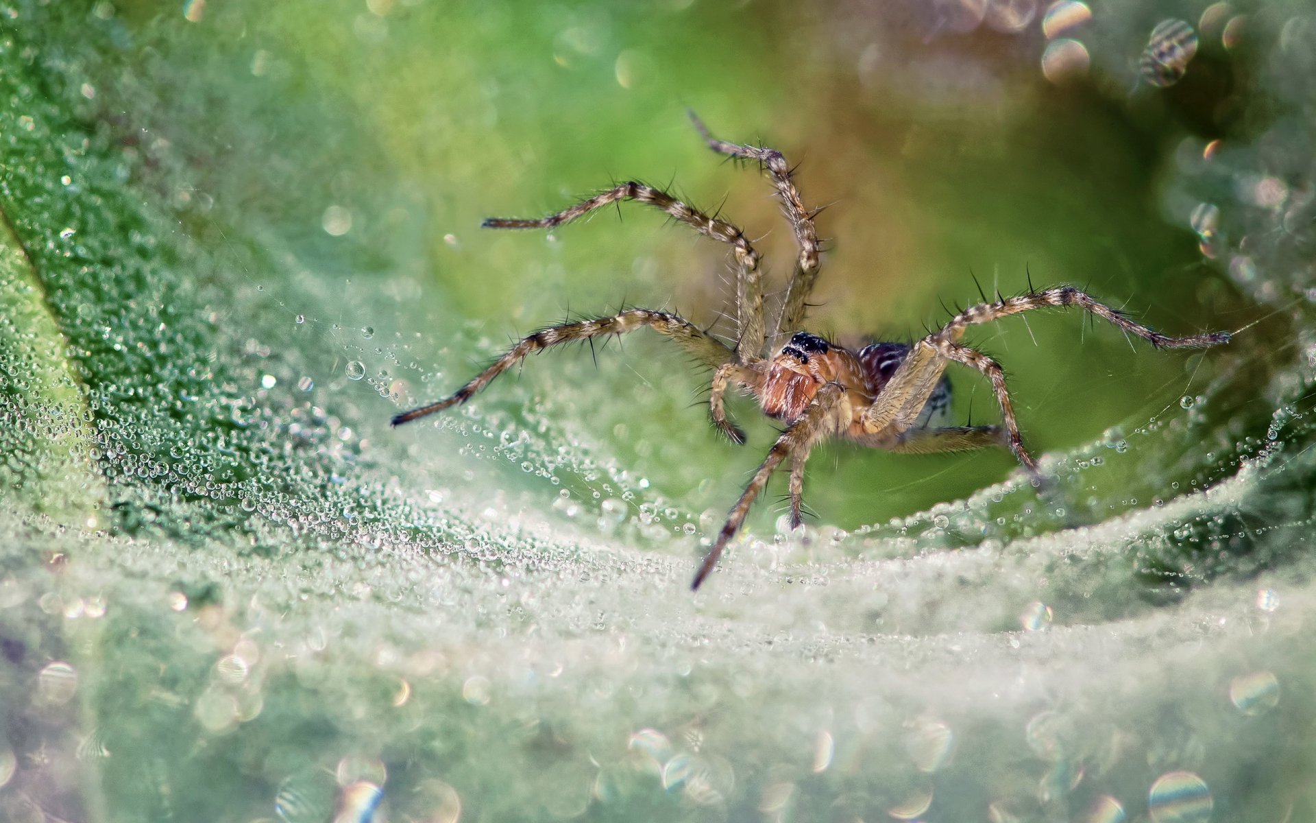 Close-up HD desktop wallpaper of a spider on a green, textured surface highlighting its detailed legs and body.