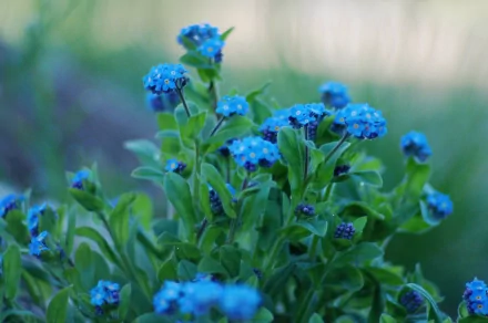 A close-up of vibrant blue flowers against lush green leaves, showcasing the beauty of nature in a stunning 4K Ultra HD desktop wallpaper.