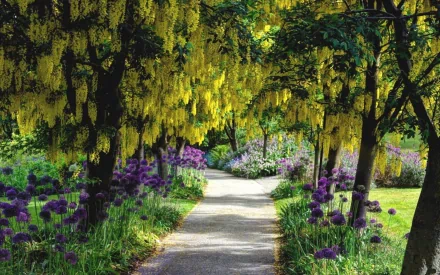 HD desktop wallpaper showcasing a man-made garden path lined with vibrant yellow flowering trees and an array of purple flowers.