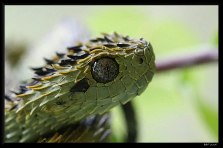  Spiny Bush Viper