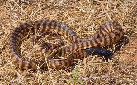  Black-headed Python