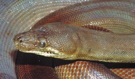 Python - Desktop Wallpapers, Phone Wallpaper, PFP, Gifs, and More!