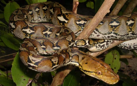  Reticulated Python
