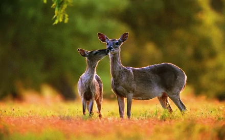 HD desktop wallpaper featuring two white-tailed deer, standing close in a sunlit field with a lush green background. One deer appears to nuzzle the other, creating a serene and intimate scene.