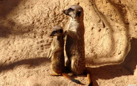 HD PC desktop wallpaper featuring two meerkats standing alert against a textured sandy background in natural sunlight.