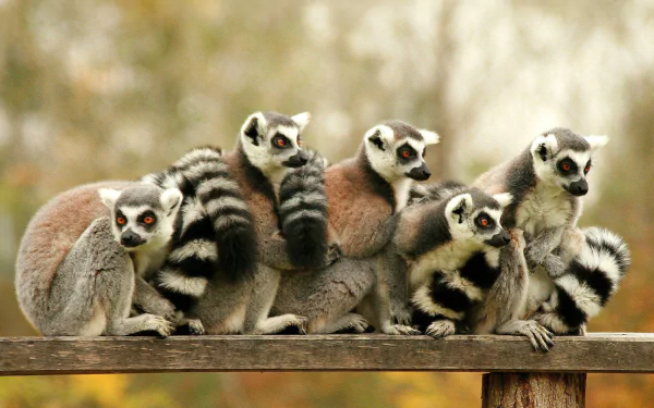 HD PC desktop wallpaper featuring a group of five ring-tailed lemurs sitting closely together on a wooden surface with a soft, blurred natural background.