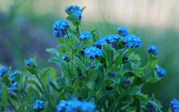 A close-up of vibrant blue flowers against lush green leaves, showcasing the beauty of nature in a stunning 4K Ultra HD desktop wallpaper.
