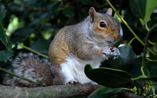A close-up of a squirrel perched on a branch, holding a nut, surrounded by lush green foliage. This vibrant image serves as an HD PC desktop wallpaper and background.