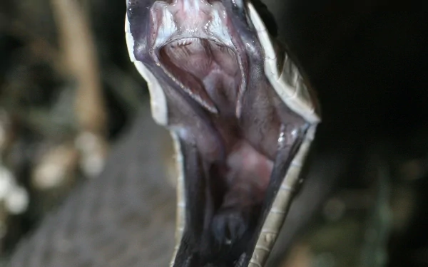 Animal Black Mamba HD Desktop Wallpaper | Background Image