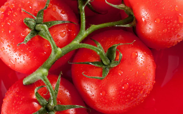 Fresh, vibrant tomatoes with droplets of water, arranged on a lush red background, create an enticing food-themed HD desktop wallpaper.