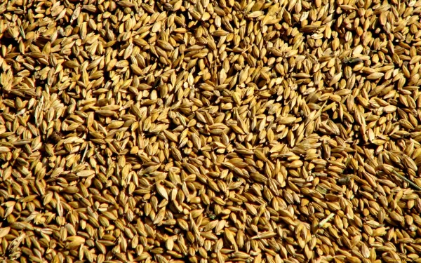 food seed HD Desktop Wallpaper | Background Image