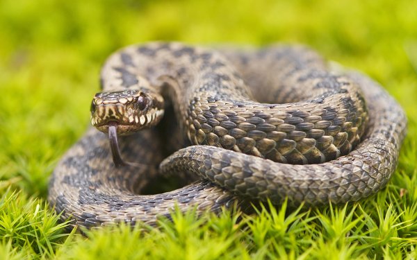 Animal Snake Reptiles Snakes HD Wallpaper | Background Image